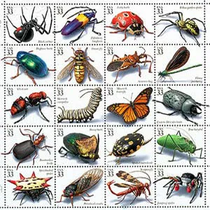 insectes