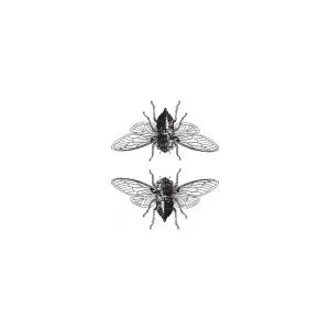 Cicada 17 Requiem : Brood X